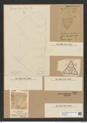 Triceratium lineatum Grev. (de-Toni-Nr.: Genus 140, Species 3895) Zeichnungen Sammlung Grunow Nr. 7382 (NHMW-BOT-W0376449)